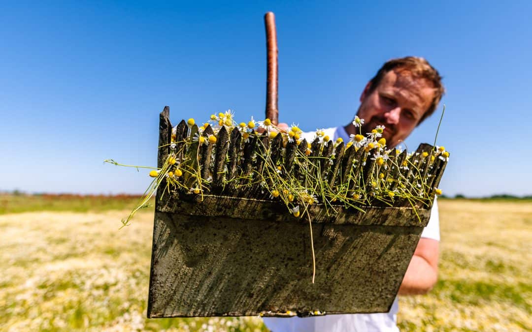 Chamomile from the Great Hungarian Plain in the SALT kitchen